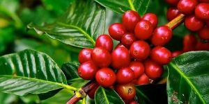 Green Coffee Bean Extract