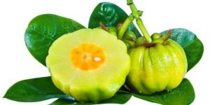 Vilayati Imli (Garcinia Cambogia) Extract