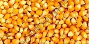 A Grade Dry Yellow Corn