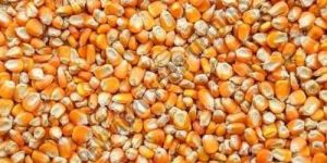 Dry Maize Seed