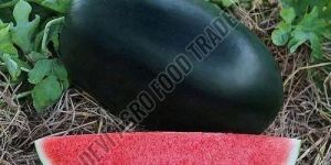 Fresh Melody Watermelon