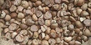 Betel Nuts