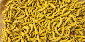Double Polished Turmeric Finger