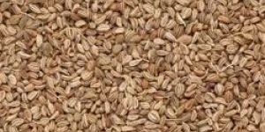Whole Celery Seeds