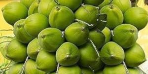 Tender Coconut Water