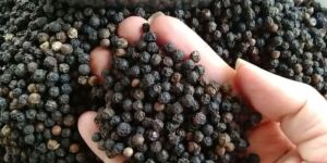 Black Pepper