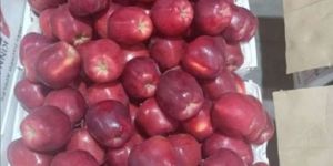 Kinnaur Apple