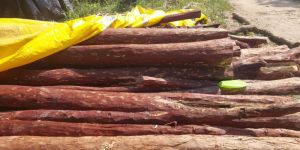 Sandalwood Logs