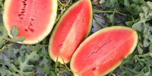 Water Melon