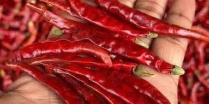 Dry Red Chilli
