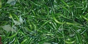 Fresh Green Chilli