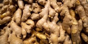 Ginger