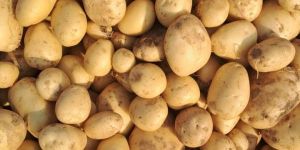 Potato