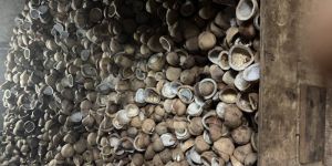 Coconut Copra