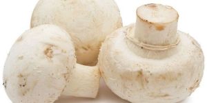 Fresh Button Mushroom-Farm Fresh Quality
