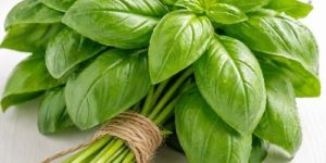 Italian Basil