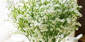 Natural Gypsophila Flower