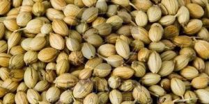 Coriander Seeds