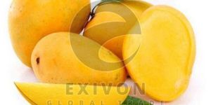 Fresh Alphonso Mango
