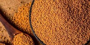 Bold Yellow Mustard Seeds