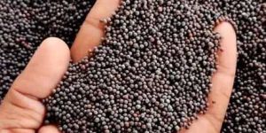 A Grade Black Mustard Seed