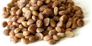 Charoli Chironji Seed