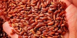 Navara Red Rice