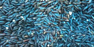 Organic Black Rice