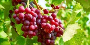 Red Crimson Grapes
