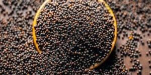 Black Mustard Seeds