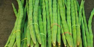 Fresh Green Drumstick