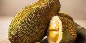 Fresh Jackfruit