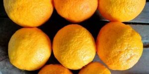Fresh Kachai Lemon