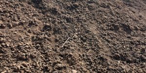 Pure Cow Dung Manure