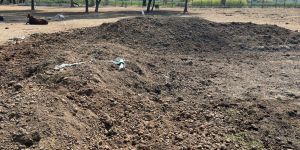Organic Cow Dung Manure
