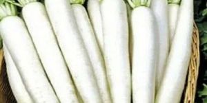 A Grade Fresh Radish
