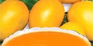 Canned Alphonso Mango Pulp