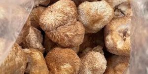 Dried Lion'S Mane Mushrooms