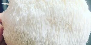 Fresh Lion'S Mane Mushrooms