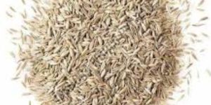 White Cumin Seeds
