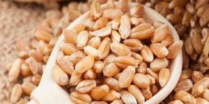 Indian Wheat Grain
