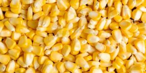 Yellow Maize