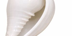 Natural White Sea Shell