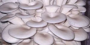 Fresh Oyster Mushroom