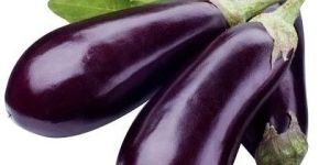 Fresh Brinjal