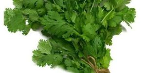 Fresh Coriander Leaves