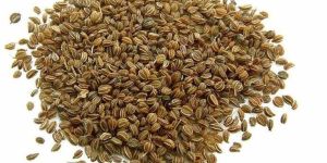 A Grade Celery Seed