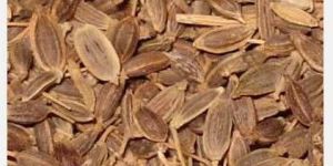 A Grade Dill Seed