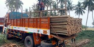 Casuarina Poles