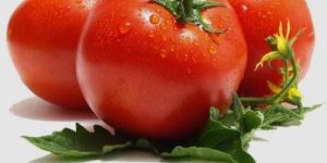 Fresh Red Tomato
